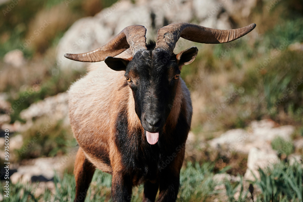 Mountain brown male goat grazing on grassy rocky hill Mountain brown male goat grazing on grassy rocky hill