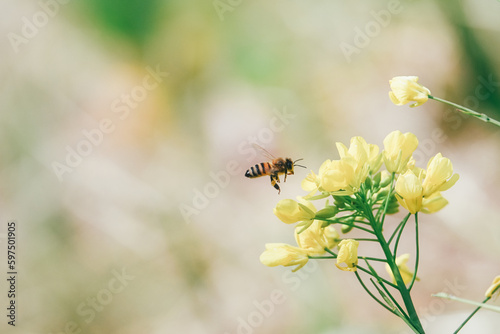 菜の花の蜜を吸うミツバチ