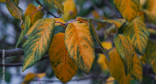 yellow leaves on a tree branch