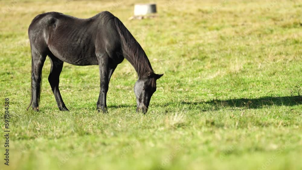 Wild horses grazing on grass on a ranch in America. Wild horses grazing on grass on a ranch in America.