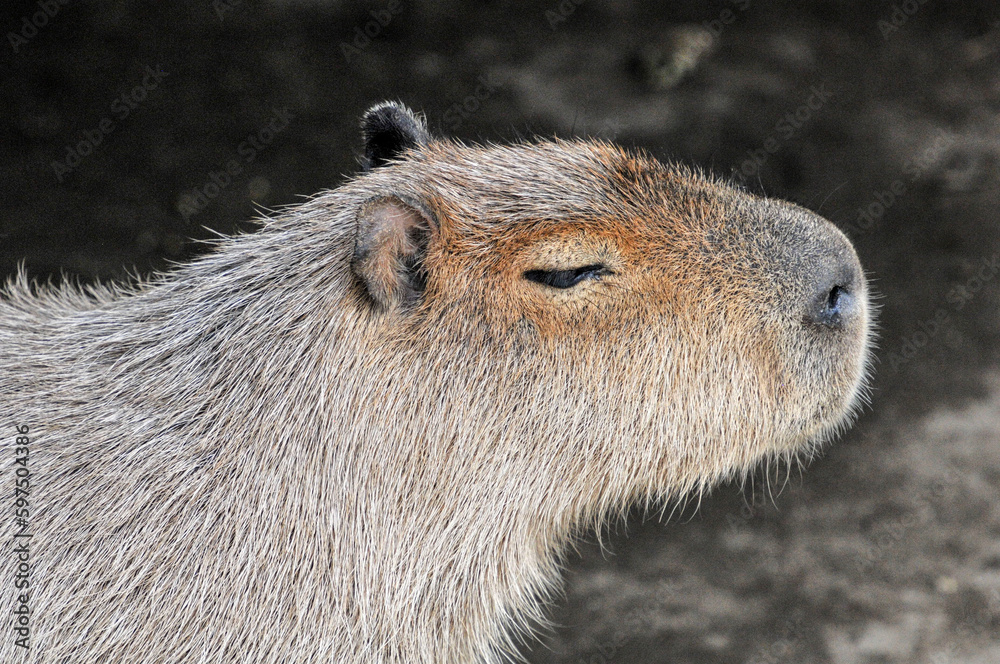 The captive pufferfish，capybara  feed in a pen was photographed at the Changsha Ecological Zoo in China.