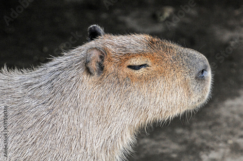 Wallpaper Mural The captive pufferfish，capybara  feed in a pen was photographed at the Changsha Ecological Zoo in China. Torontodigital.ca