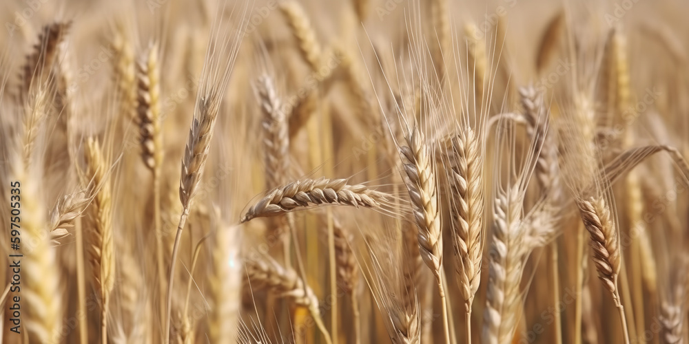 golden wheat field and sunny day golden wheat field and sunny day