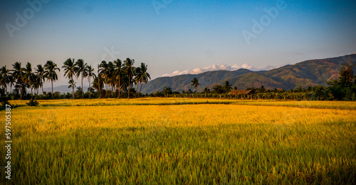 sunset over the field