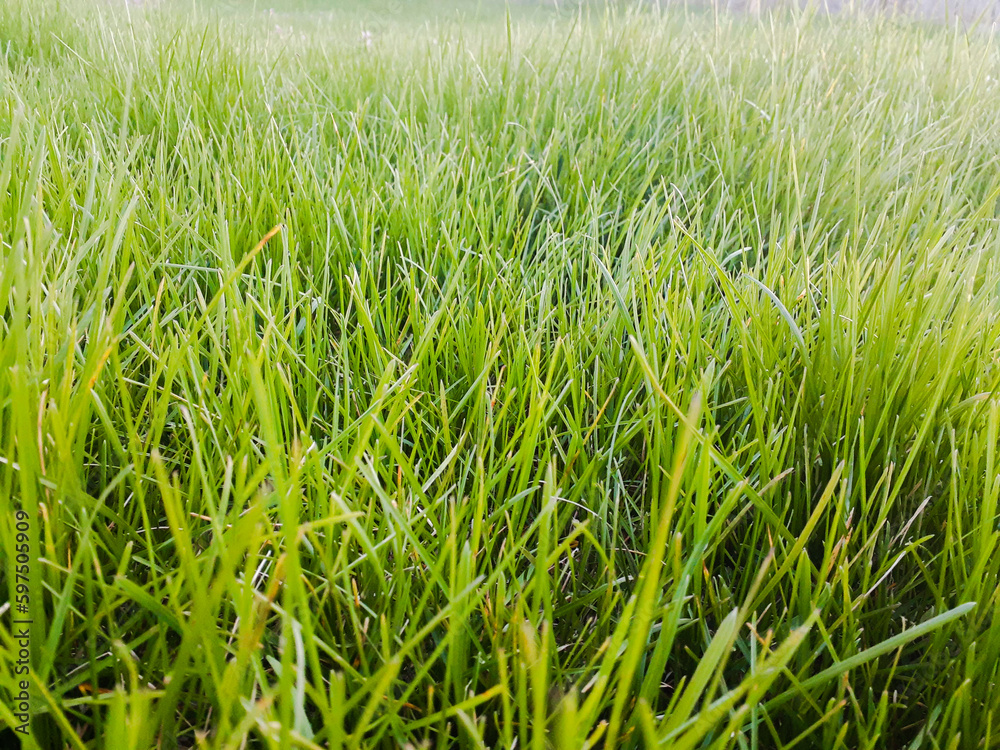 Field of grass up close