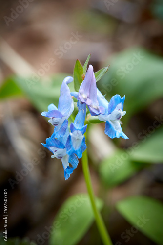 エゾエンゴサク（Corydalis fumariifolia ssp. azurea）- Forest inhabited by Spring ephemerals photo