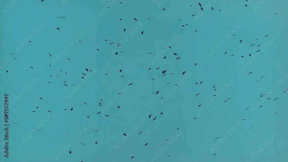 A dramatic and intense video of a flock of crows flying in the sky, creating an atmosphere of chaos and death. This video can be used for horror, thriller or mystery themes. A dramatic and intense video of a flock of crows flying in the sky, creating an atmosphere of chaos and death. This video can be used for horror, thriller or mystery themes.