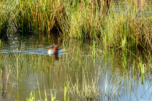 A Little Grebe in the swamps
