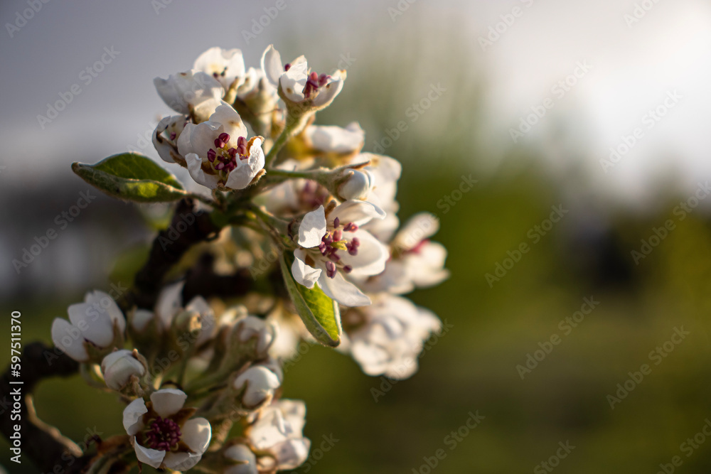 tree blossom tree blossom