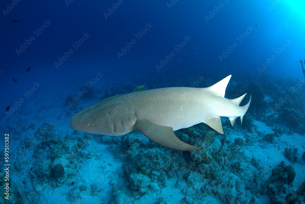 Fototapeta premium Viagem de mergulho ás Maldivas