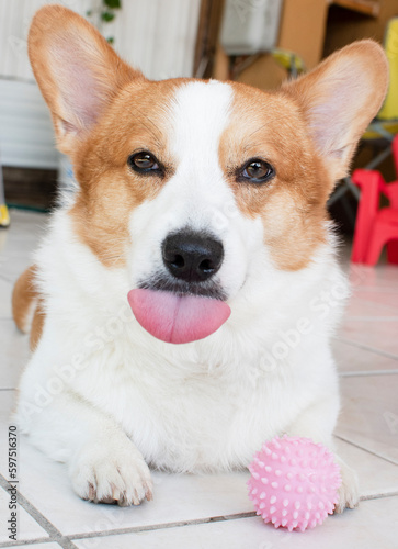 Portrait of a funny Welsh Pembroke Corgi sticking tongue out looking at camera. Dog with a toy