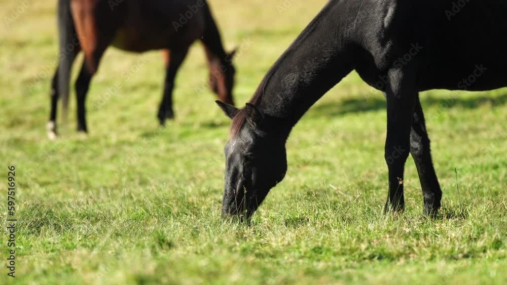 Wild horses grazing on native grass in the bush of Australia Wild horses grazing on native grass in the bush of Australia