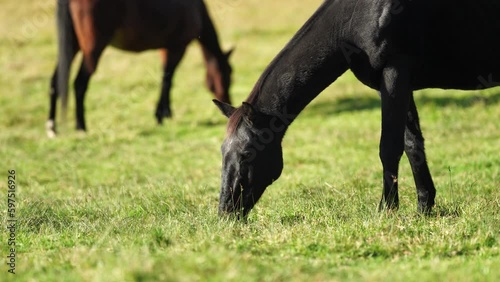 Wild horses grazing on native grass in the bush of Australia  photo