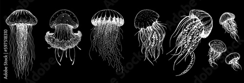 Jellyfish sketch set. Hand drawn vector illustration. Sea jellyfish collection. Design elements. Engraved style.