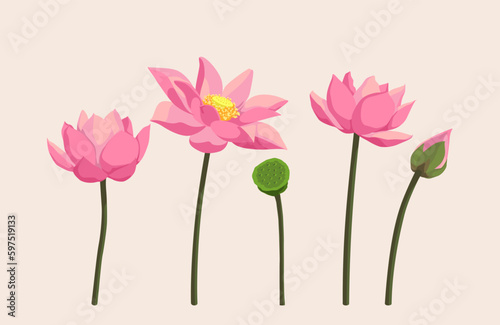 Pink Lotus flower vector