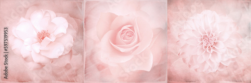 Romence pink roses background photo