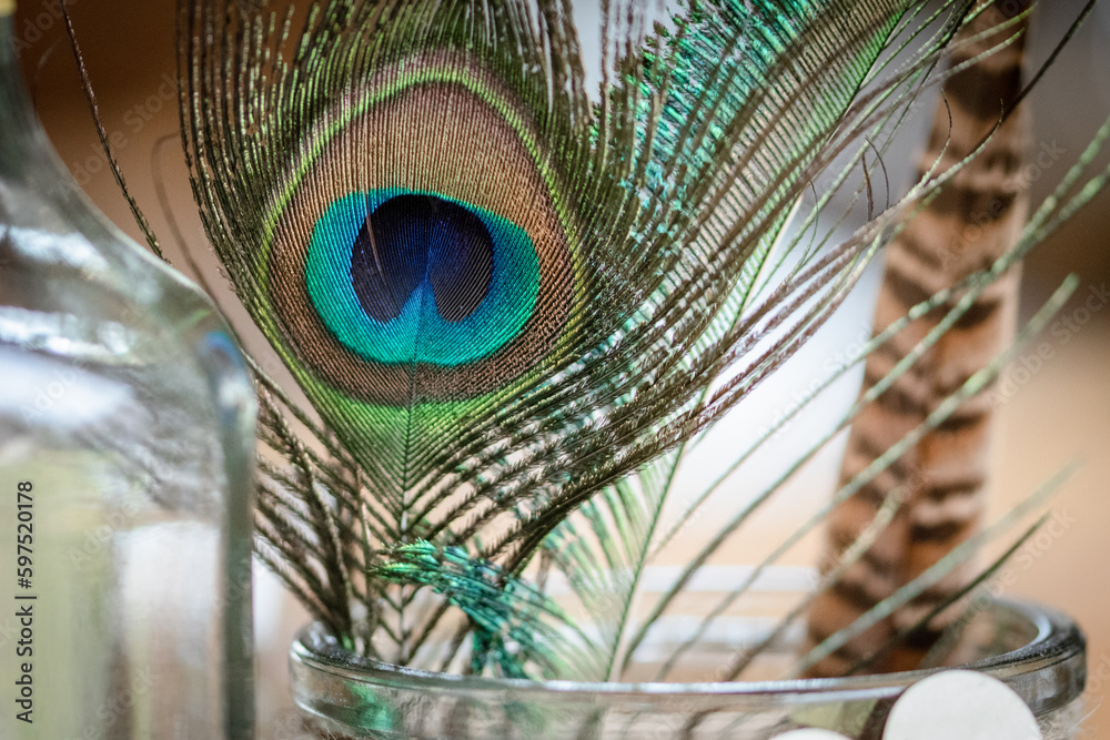 Obraz premium peacock feather and feathers