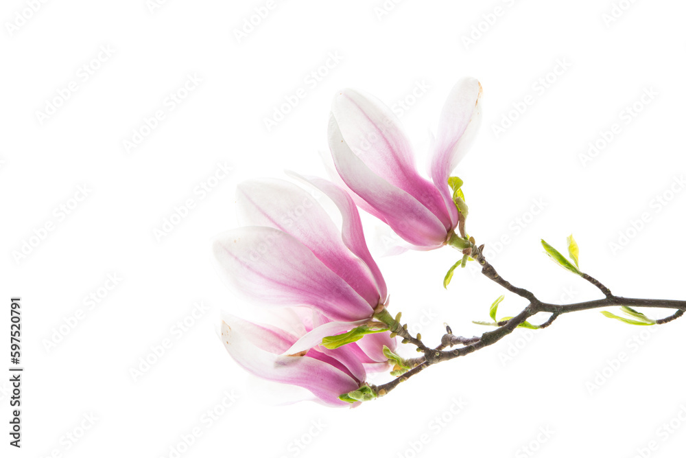 Beautiful pink magnolia flower on white background Beautiful pink magnolia flower on white background