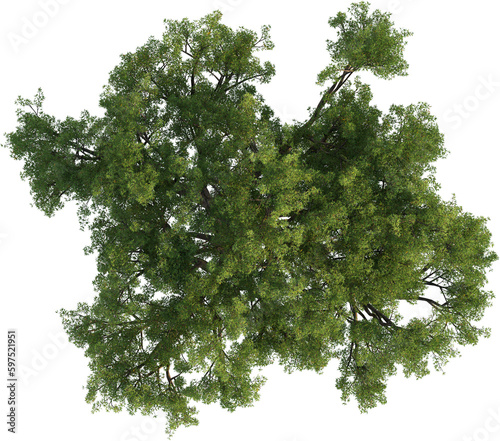 Top view of Quercus Ilex Tree