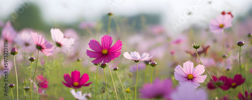 Pink Cosmos Flowers in the Field, Summer Background: AI Generated Image © Nikki AI