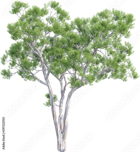 Side view of Eucalyptus Globulus Tree photo
