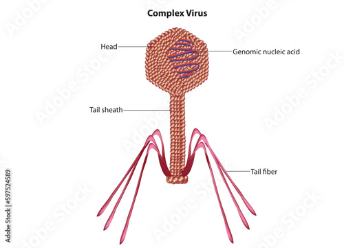 complex virus structure