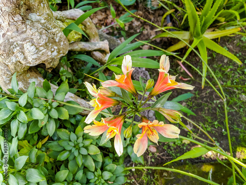 close up photo of Alstroemeria psittacina or Lily of the Incas photo