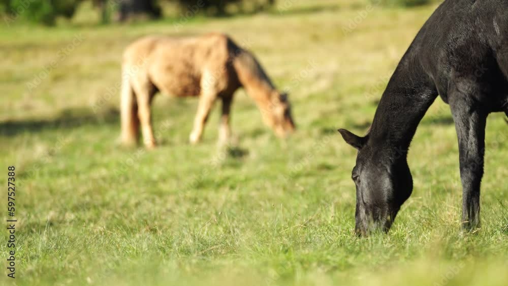 Brown horse with a blonde mane in a field on a farm in South America Brown horse with a blonde mane in a field on a farm in South America