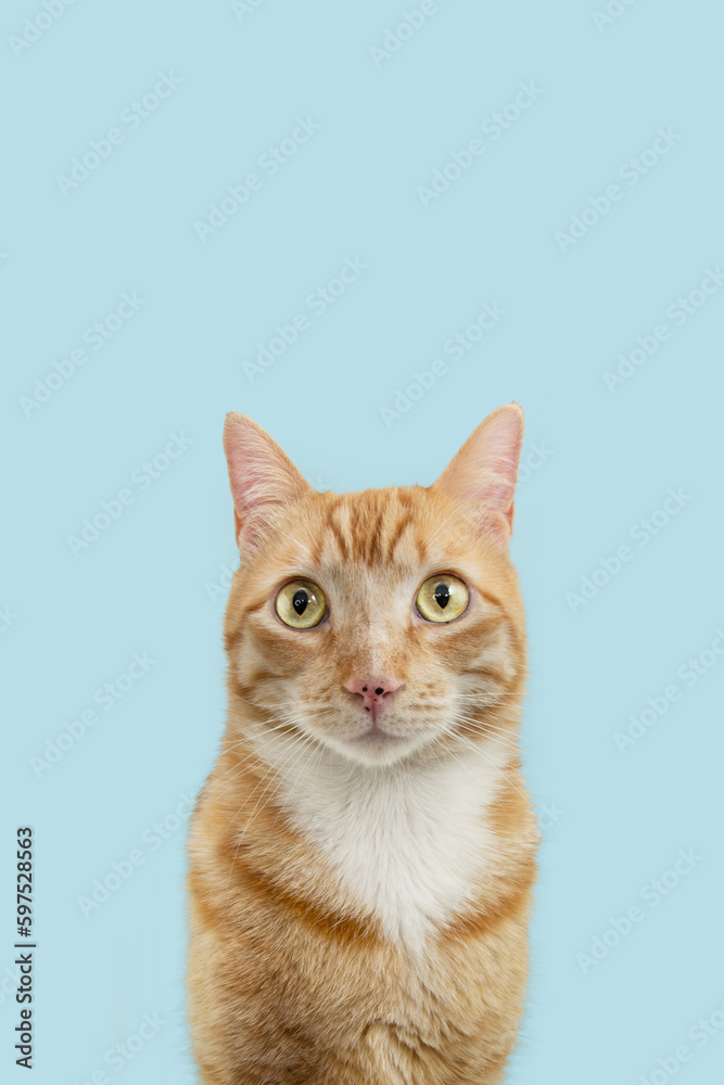 Portrait cute ginger orange cat looking at camera. Isolated on blue pastel background