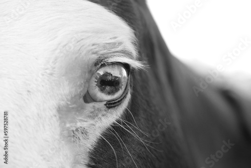 Bald face of paint horse mare closeup with light blue eye in black and white for equine vision concept.