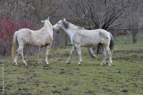 Pair of white horses in the pasture