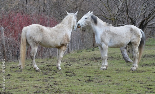 Pair of white horses in the pasture
