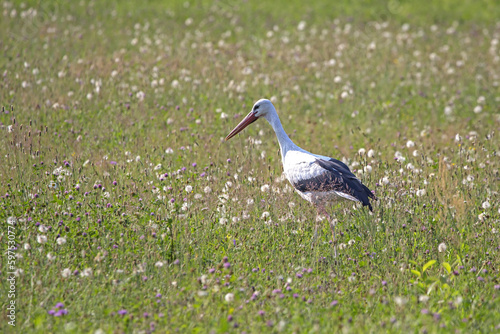 White stork walking on a green field. Close-up of White stork (Ciconia ciconia).