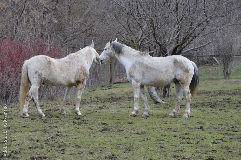 Pair of white horses in the pasture Pair of white horses in the pasture