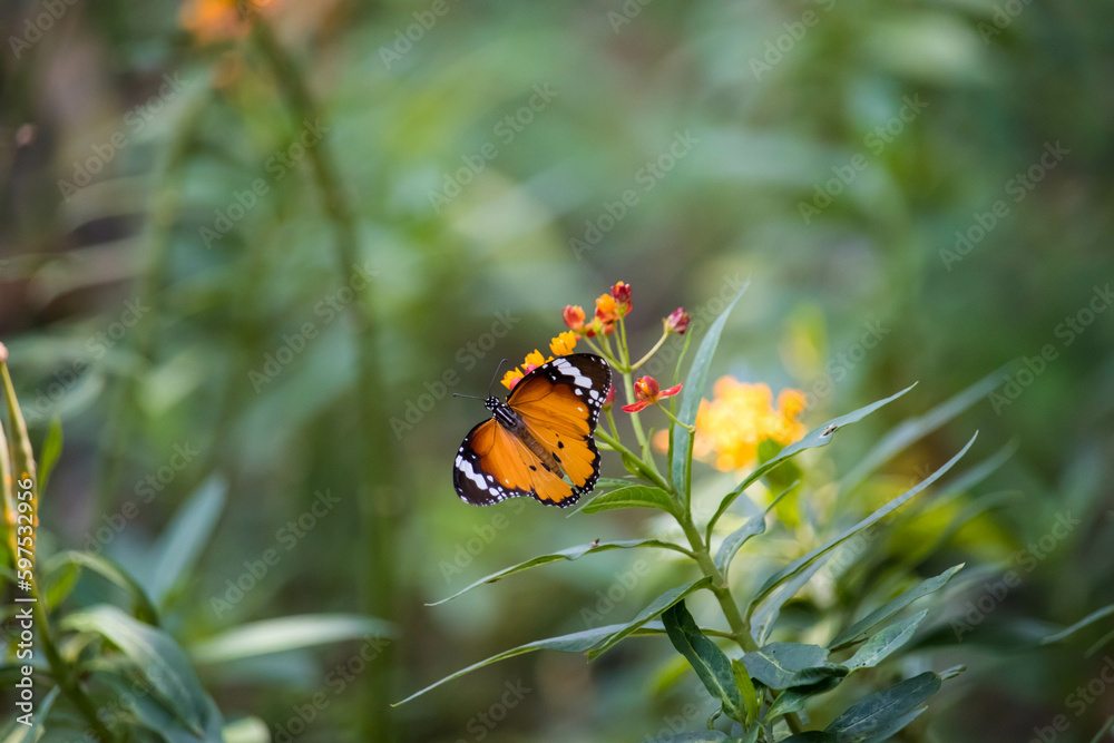 Plain Tiger butterfly, Danaus chrysippus, also known as the plain tiger, African queen, or African monarch, is a medium-sized butterfly widespread in Asia. Plain Tiger butterfly, Danaus chrysippus, also known as the plain tiger, African queen, or African monarch, is a medium-sized butterfly widespread in Asia.