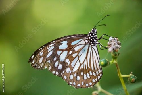 The Pale Blue Tiger , Tirumala limniace , Butterfly on tree with natural green background, Patterned blue on black wing beautiful