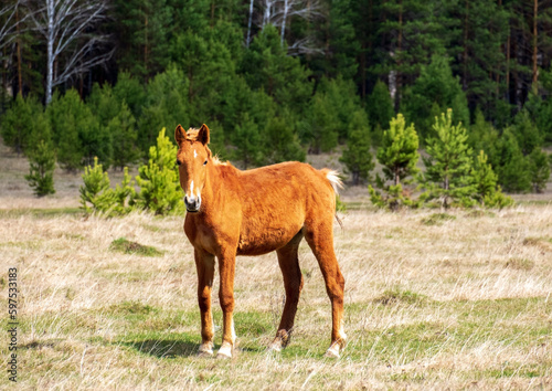 Little ginger horse grazing on field on a farm.