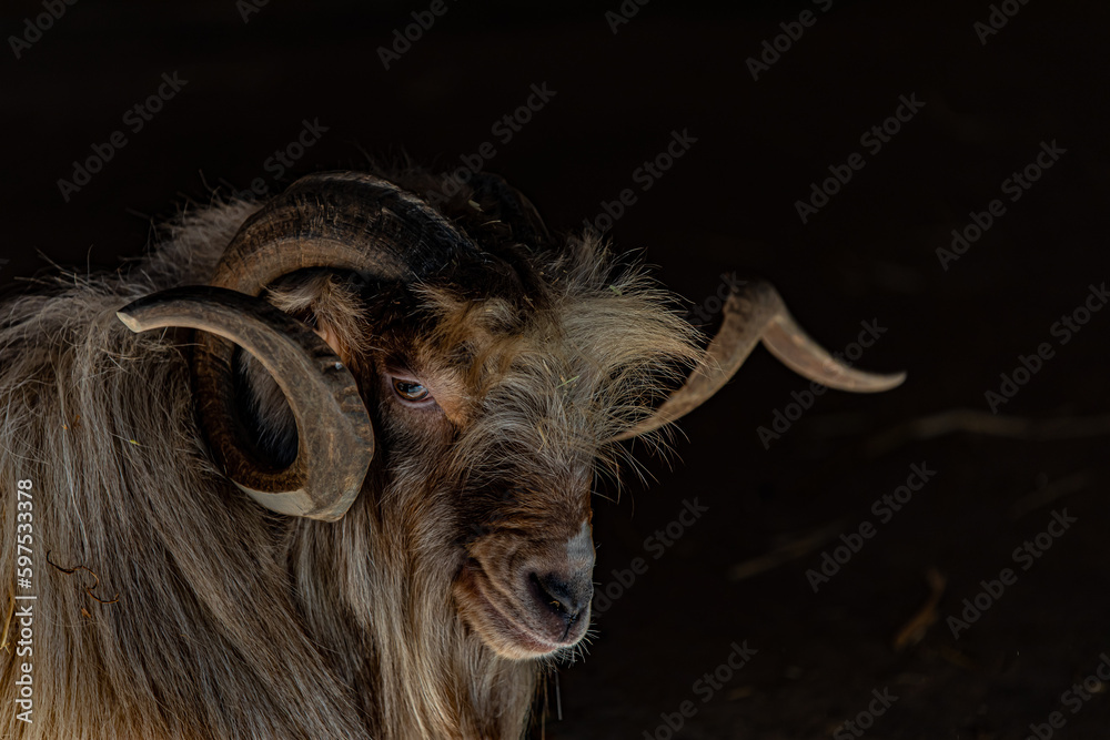 Naklejka premium Portrait of a goat with big horns in the dark