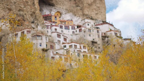 4K rack focus shot of Phugtal Gompa during the autumn season at Zanskar in Ladakh, India. Focus changes from the monastery to the yellow tree in foreground. Autumn in India background.  photo