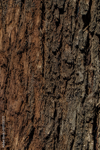  texture of the bark of a tree