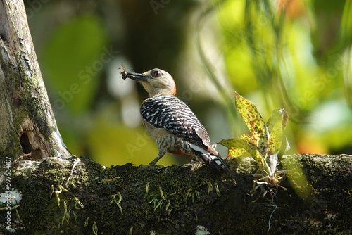 Red crowned woodpecker with insect in beak