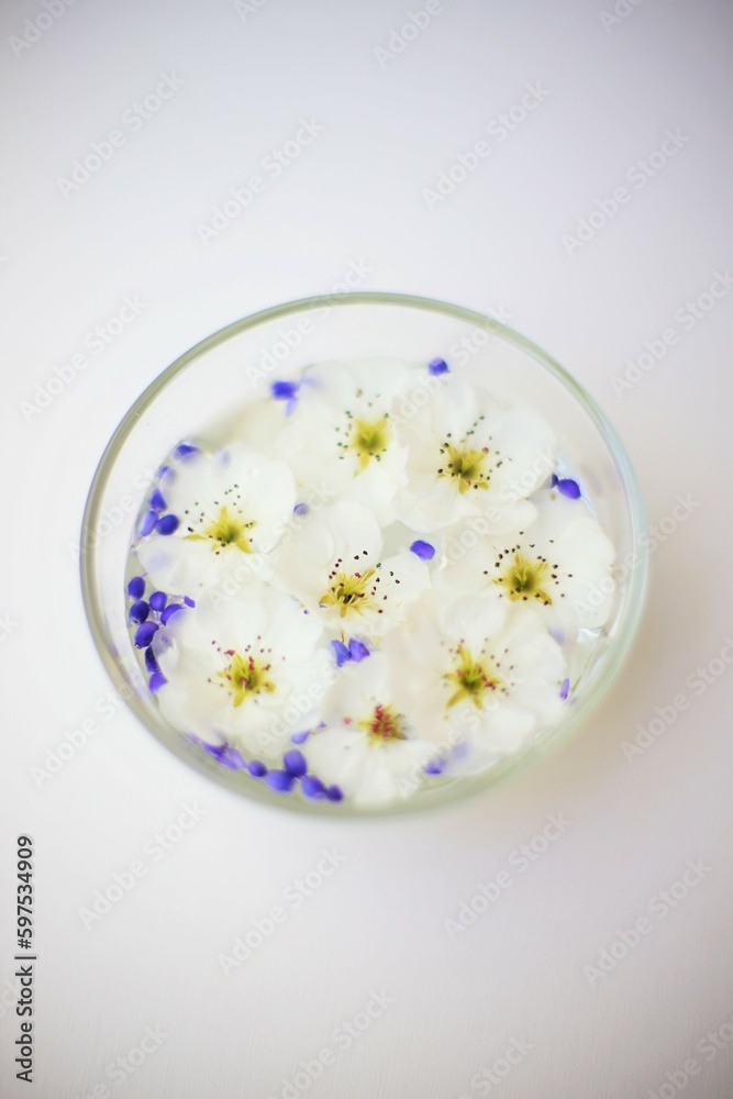 White spring blooming flowers floating in a bowl of water on a white table White spring blooming flowers floating in a bowl of water on a white table
