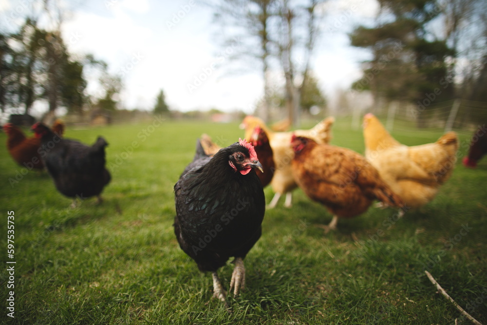 Chickens on a small farm in the country. Small scale poultry farming in