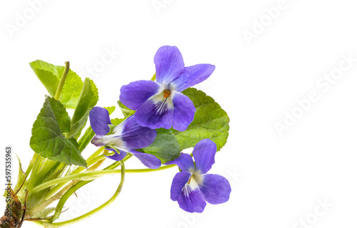 forest violet isolated