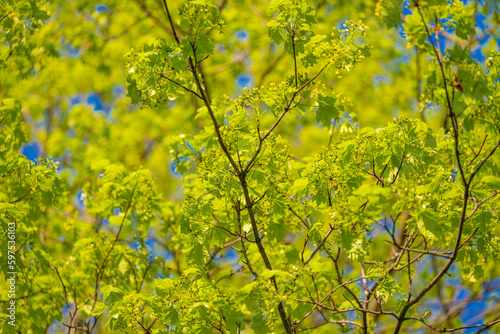 young green foliage against the blue sky