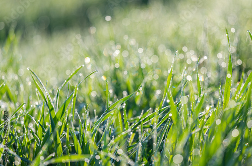 grass with dew in the early morning
