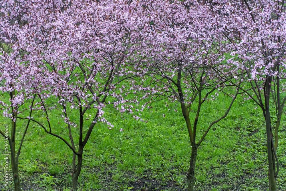 Ornamental trees thai sakura blooming in city park. Pink flower of thailandese cherry buds grow in sunny day. Beautiful branches blossom during in spring season on the green lawn. Ornamental trees thai sakura blooming in city park. Pink flower of thailandese cherry buds grow in sunny day. Beautiful branches blossom during in spring season on the green lawn.