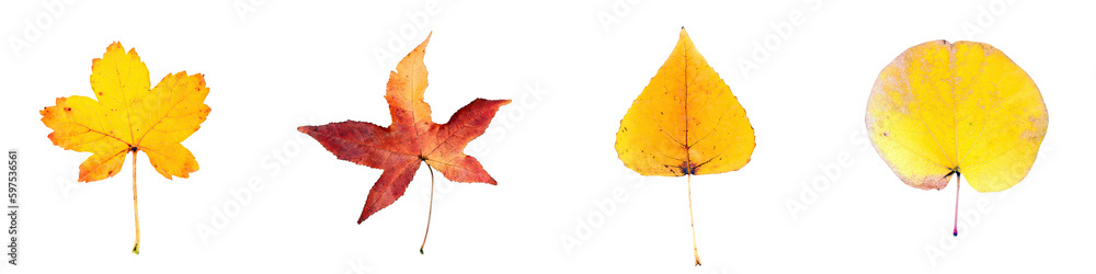 Leaves Red, Green, Yellow, Plant Isolated Set Leaves Red, Green, Yellow, Plant Isolated Set
