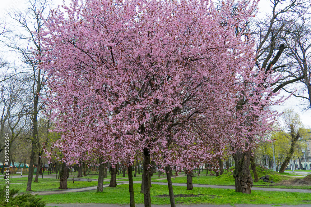 Ornamental trees thai sakura blooming in city park. Pink flower of thailandese cherry buds grow in sunny day. Beautiful branches blossom during in spring season on the green lawn. Ornamental trees thai sakura blooming in city park. Pink flower of thailandese cherry buds grow in sunny day. Beautiful branches blossom during in spring season on the green lawn.