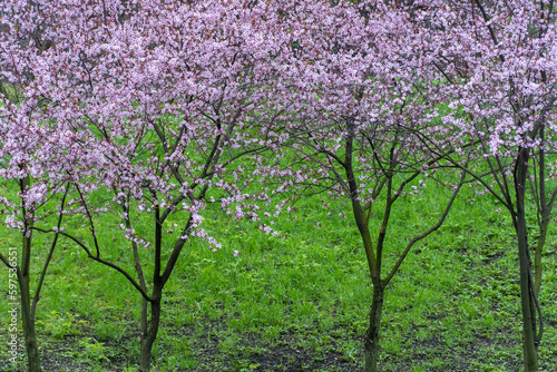 Ornamental trees thai sakura blooming in city park. Pink flower of thailandese cherry buds grow in sunny day. Beautiful branches blossom during in spring season on the green lawn.